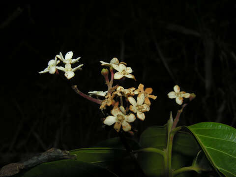 Imagem de Nectandra membranacea (Sw.) Griseb.