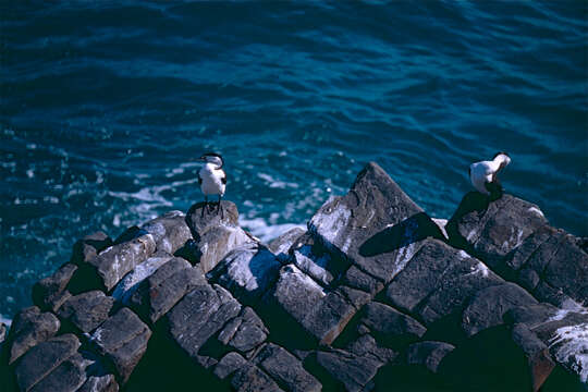 Image of Australian Pied Cormorant