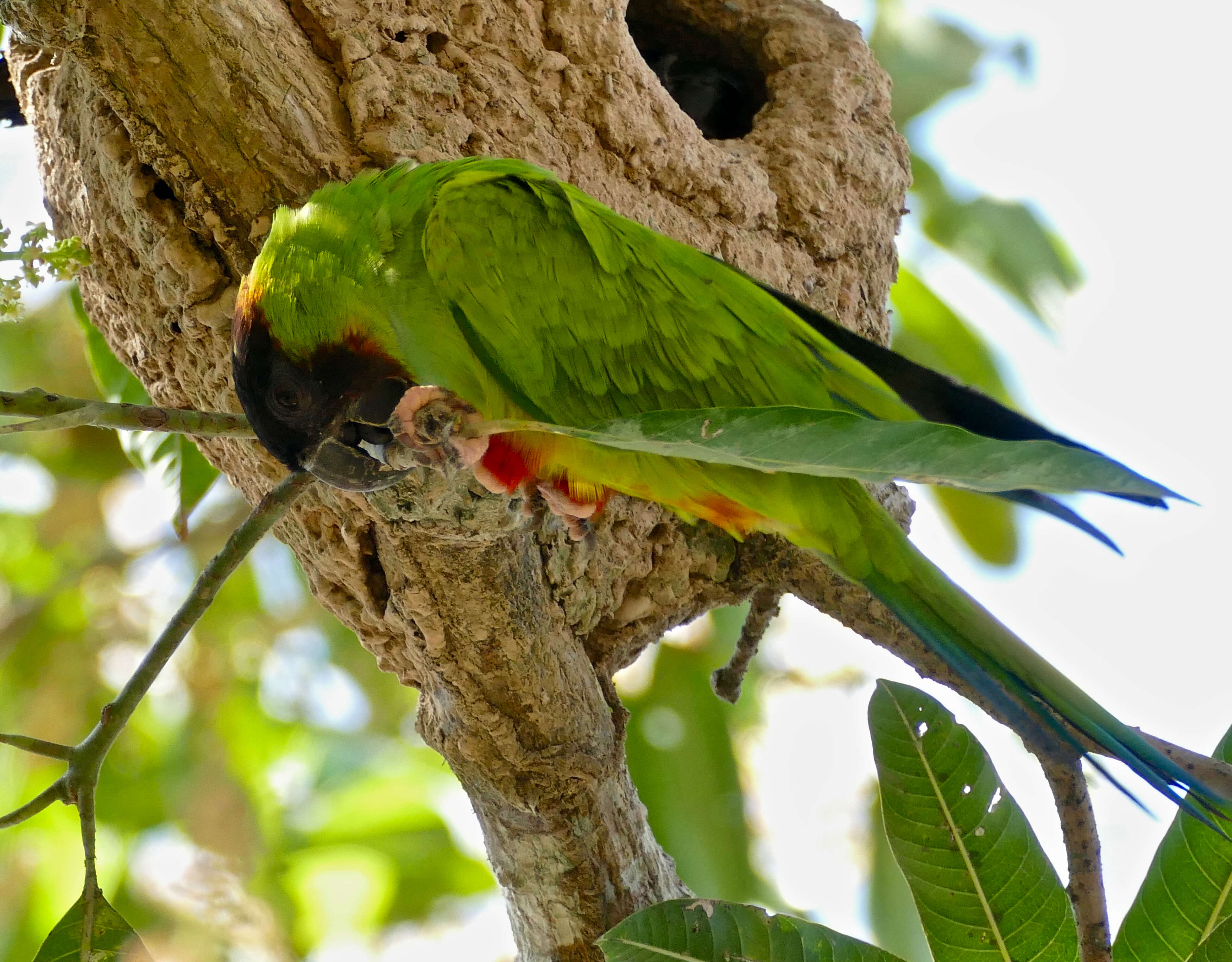 Image of Aratinga Spix 1824