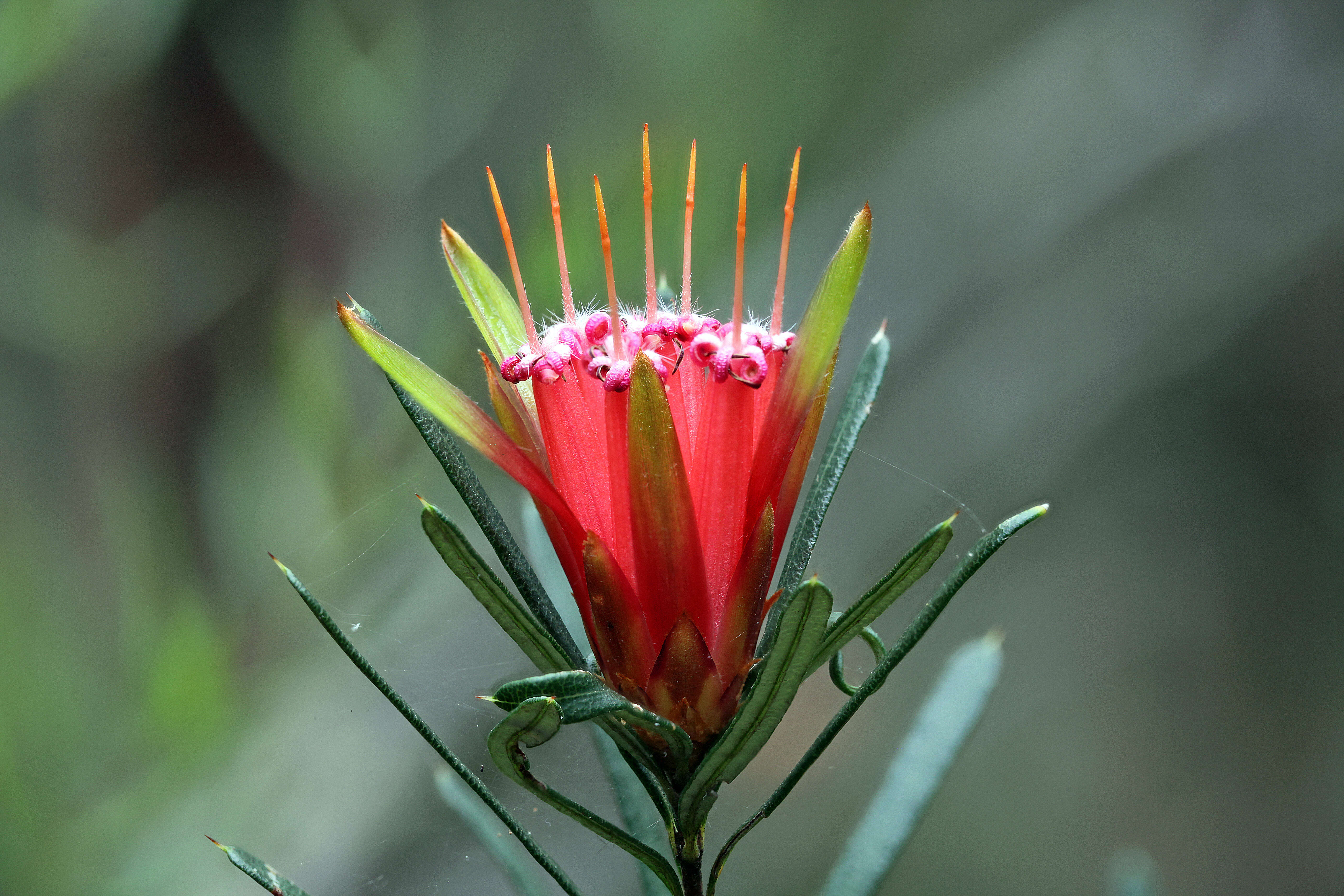 Image of Lambertia formosa Sm.