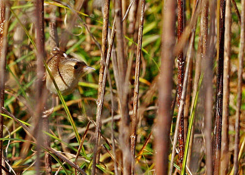 Image of Grass Wren