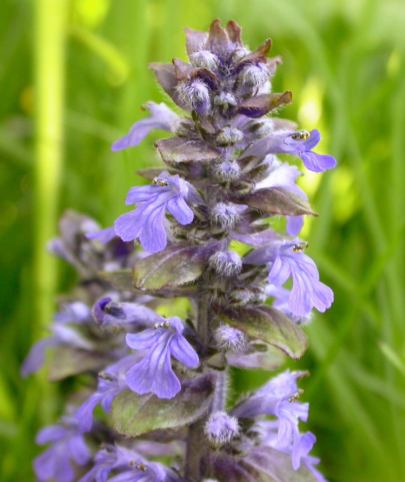 Image of Bugleweed