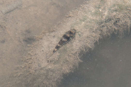 Image of Kabili bumblebee goby