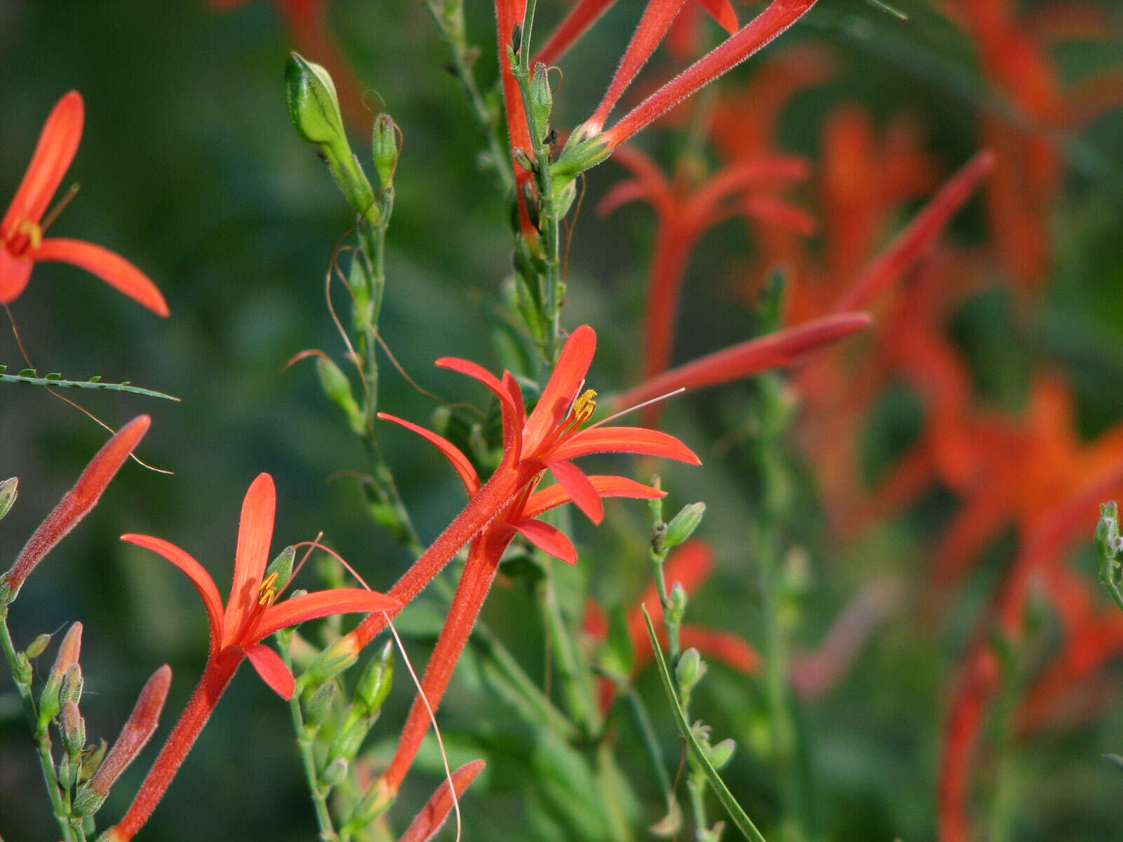 Anisacanthus quadrifidus (Vahl) Standl. resmi