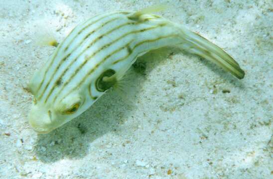 Image of Narrow-lined Puffer