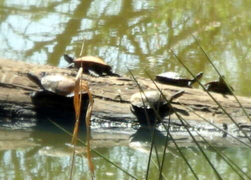 Image of Common Snake-necked Turtle