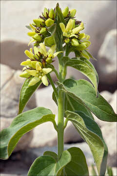 Image of common vincetoxicum