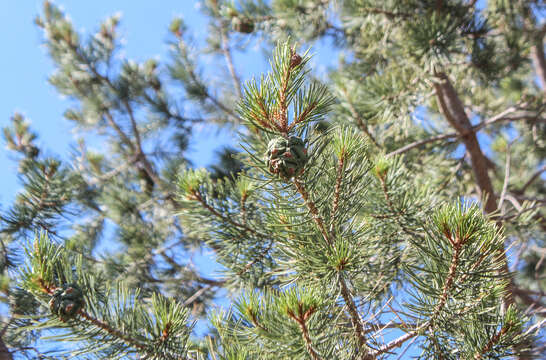 Pinus cembroides Zucc. resmi