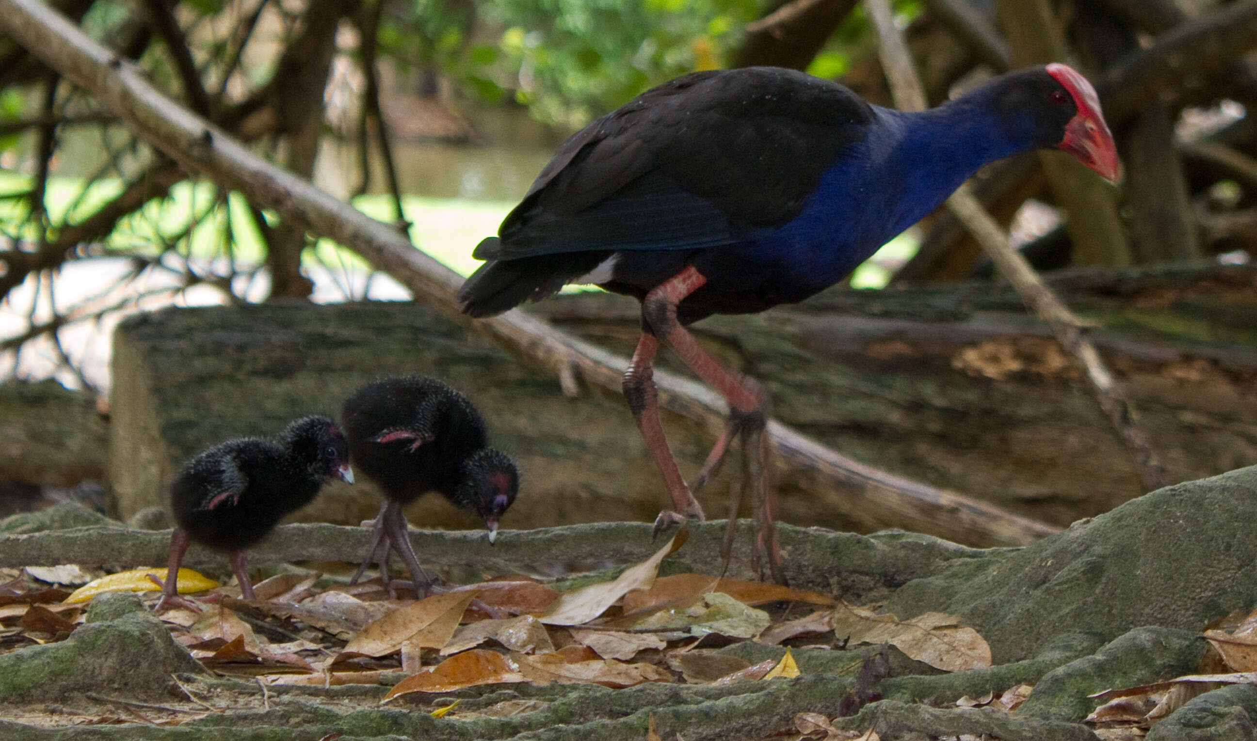 Image of Swamphen