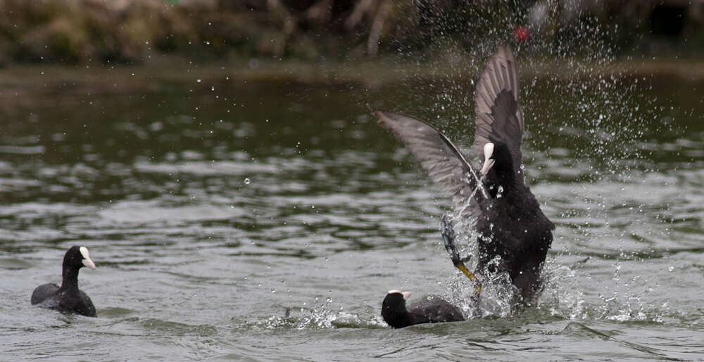 Image of Fulica Linnaeus 1758