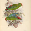 Image of Loriculus philippensis regulus Souancé 1856
