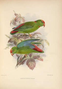Image of Philippine Hanging Parrot