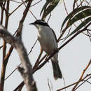 Imagem de Melithreptus albogularis Gould 1848