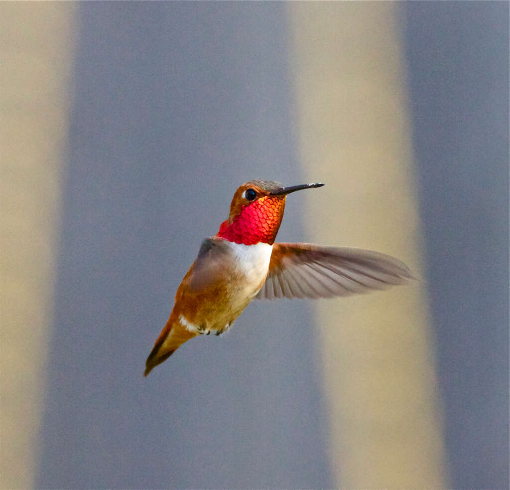 Image de Colibri roux