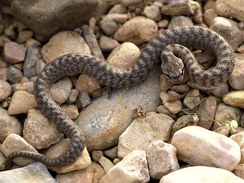 Image of Grass snakes