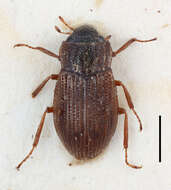 Image of Helophoridae