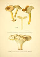 Image of Milk Cap Mushrooms