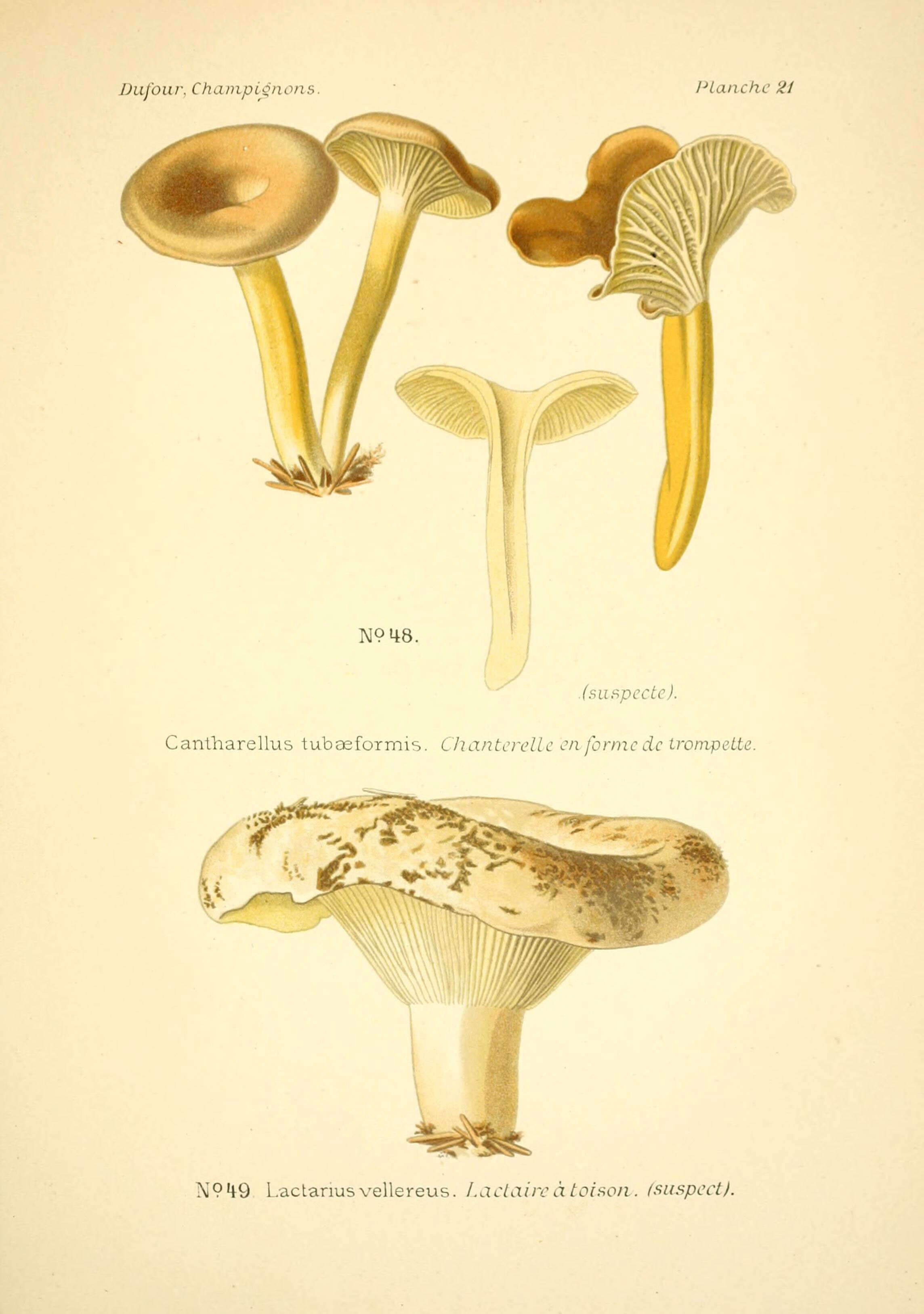 Image of Milk Cap Mushrooms