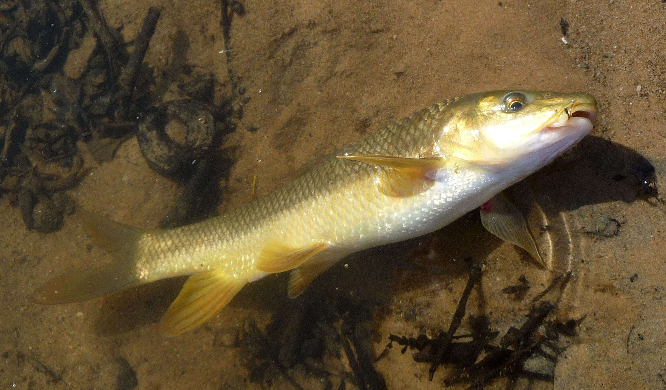 Image of Mediterranean Barbel