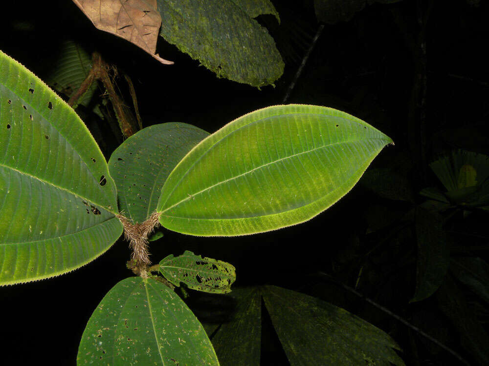 Image of Miconia paleacea Cogn.