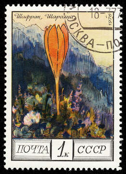 Image of Crocus scharojanii Rupr.