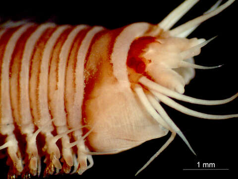 Слика од Nereididae