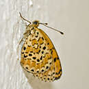 Image de Melitaea trivia Denis & Schiffermüller 1775