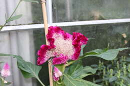 Imagem de Celosia argentea L.