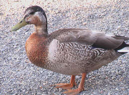 Image of Common Mallard