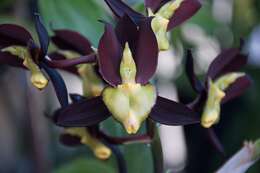 Catasetum tenebrosum Kraenzl.的圖片