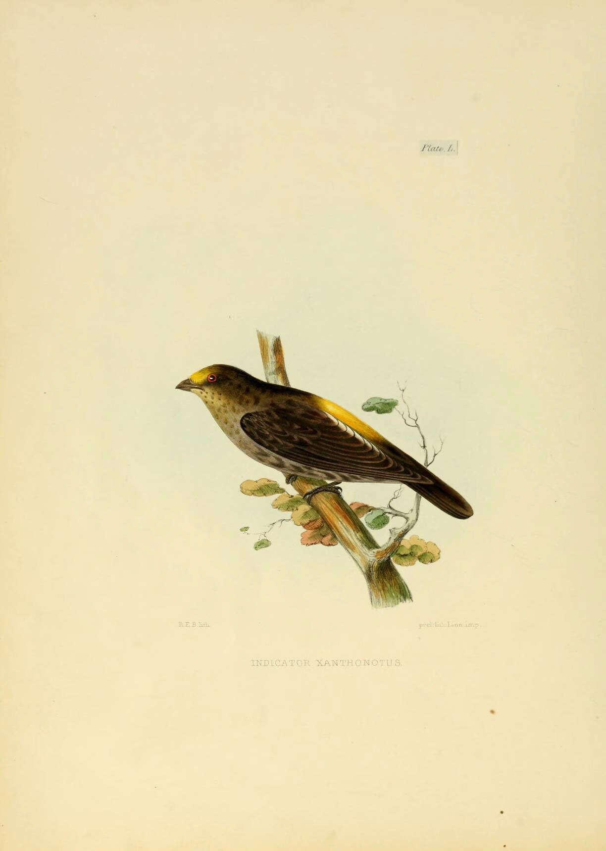 Image of honeyguides