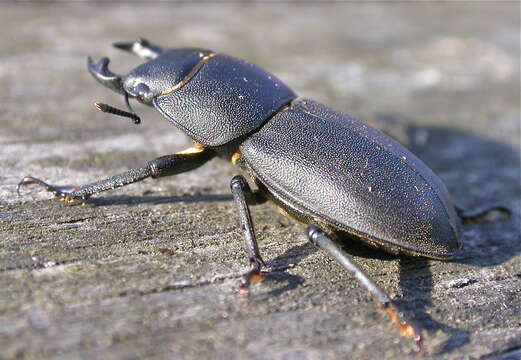 Dorcus parallelipipedus (Linnaeus 1758)的圖片