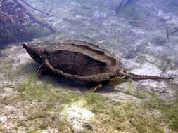 Image of Alligator Snapping Turtles