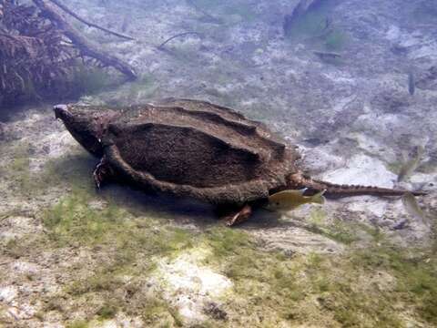 Image de Macrochelys