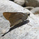 Image of Mediterranean Skipper