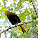 Image of Russet-backed Oropendola