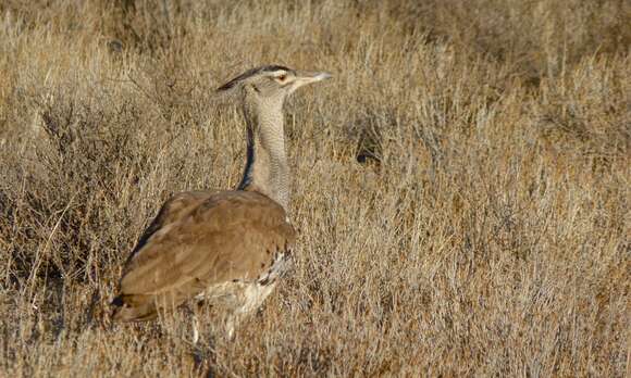 Image of Kori Bustard