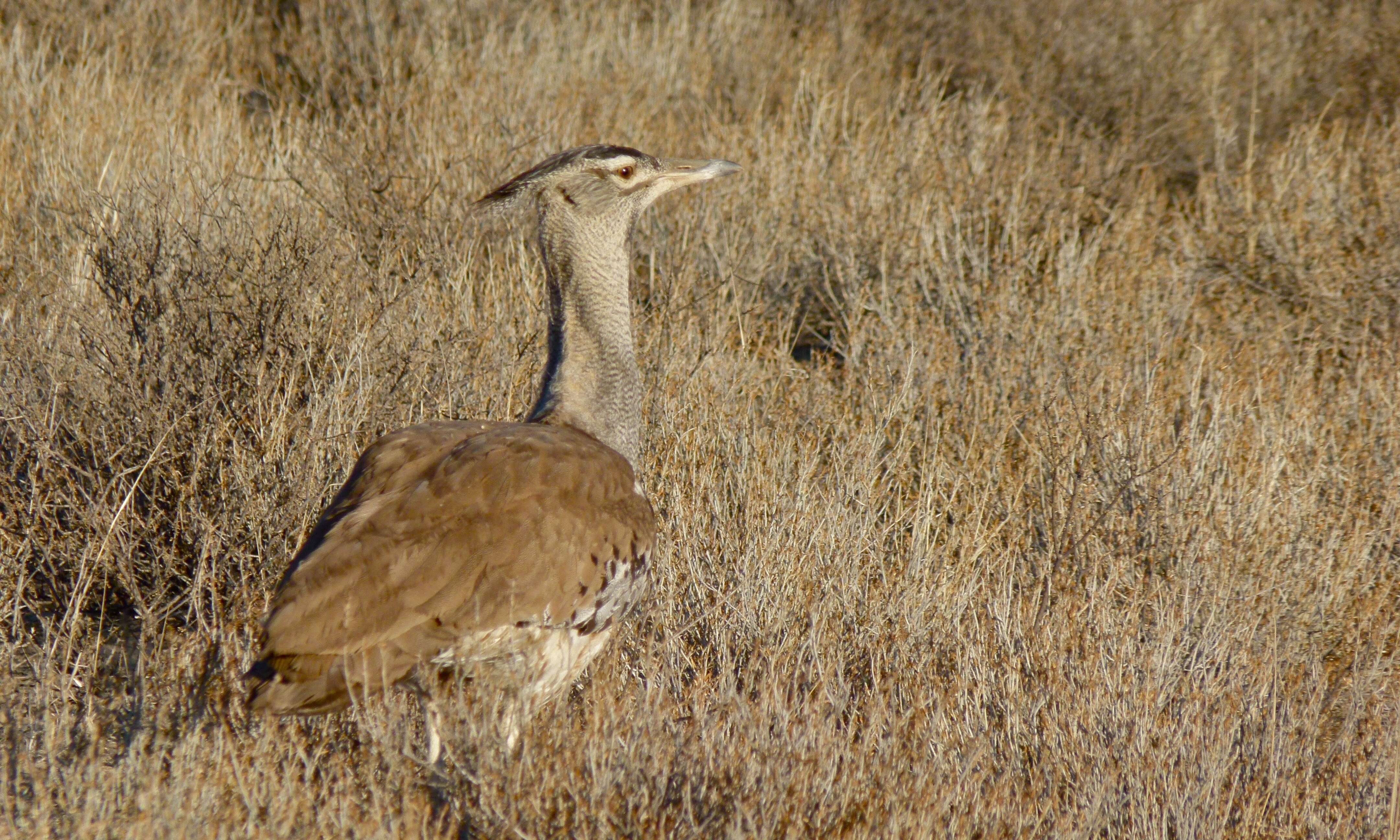 Image of Great Indian bustard