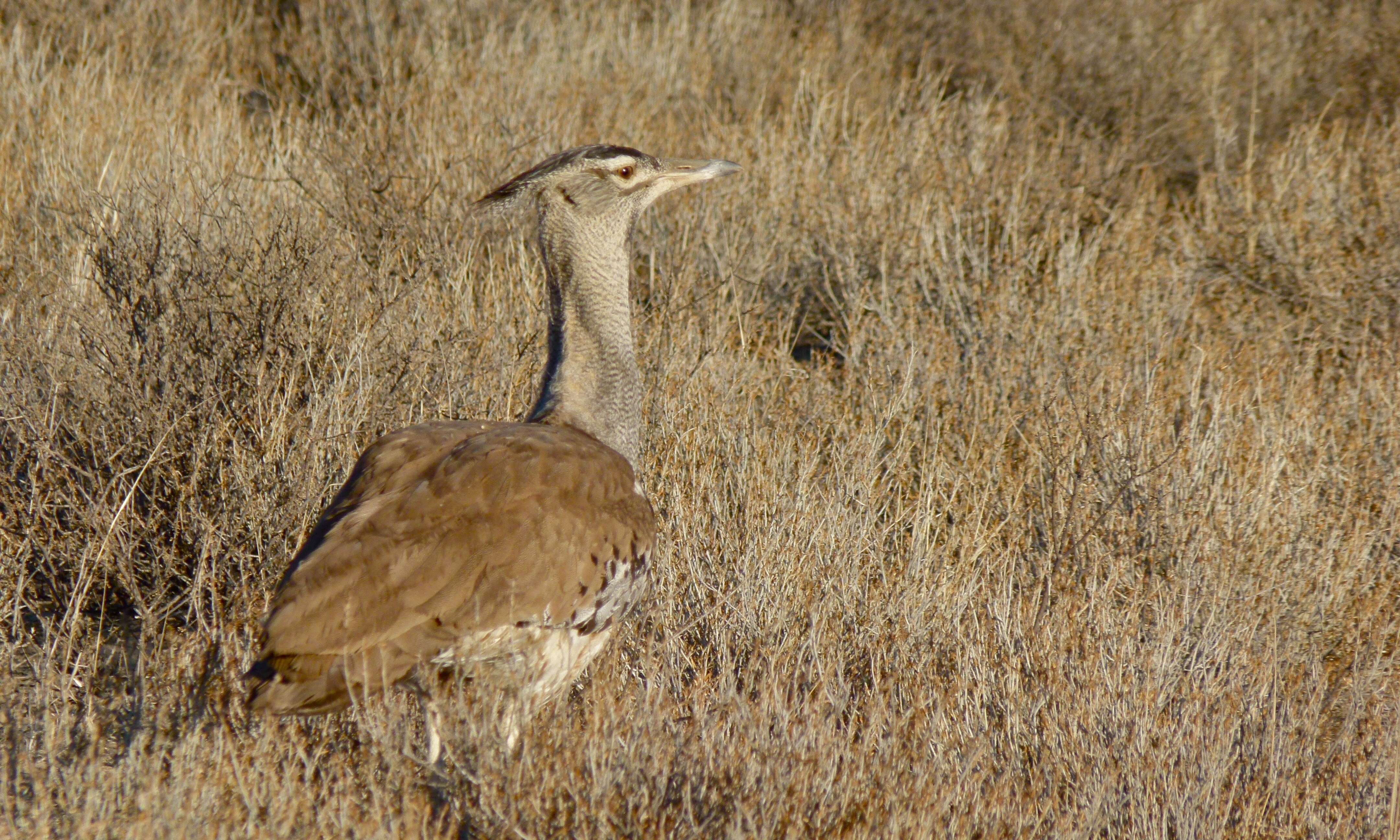 Image of Kori Bustard