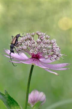 Imagem de Astrantia major subsp. major