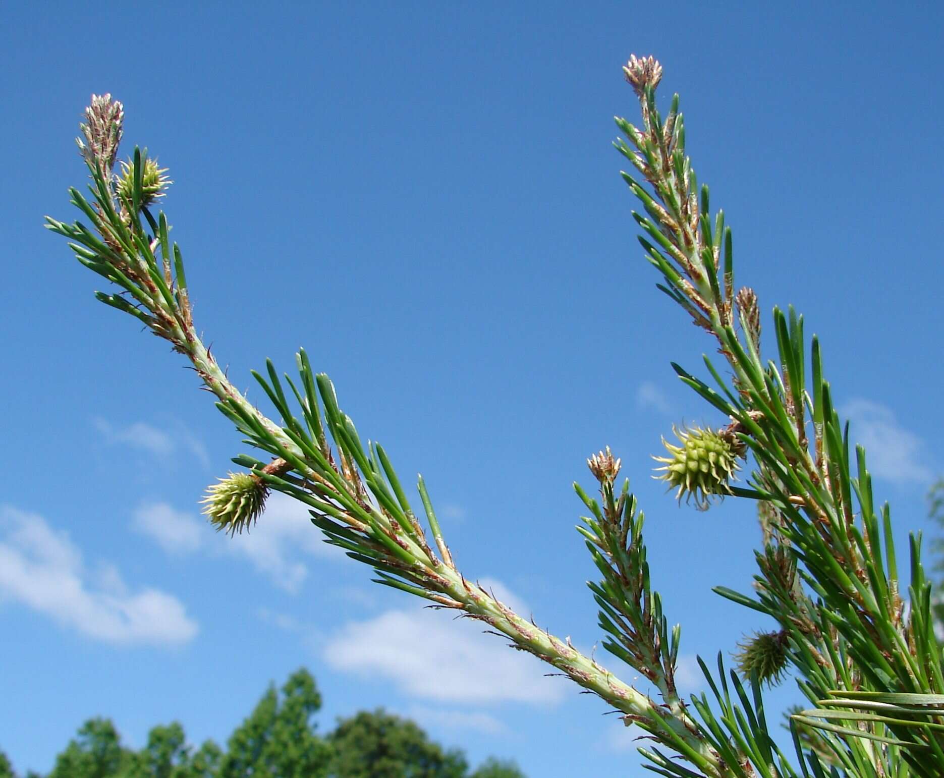 صورة Pinus virginiana Mill.