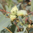 Image of Eucalyptus kingsmillii (Maiden) Maiden & Blakely