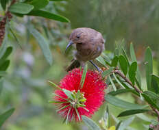 Image of Dusky Honeyeater