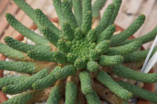 Image of Euphorbia inermis Mill.