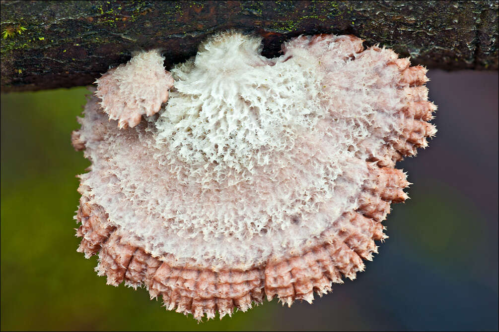 Image of Schizophyllum