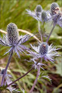 Imagem de Eryngium alpinum L.