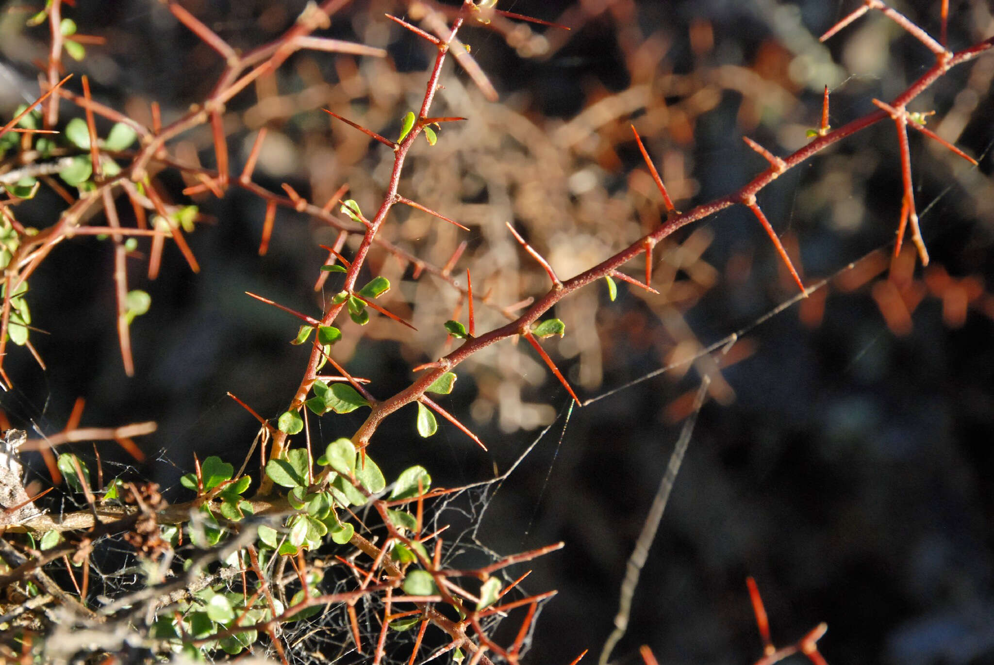 Image of Bursaria spinosa subsp. lasiophylla (E. M. Benn.) L. W Cayzer, M. D. Crisp & I. R. H. Telford