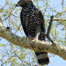 Image of Crowned Hawk-Eagle