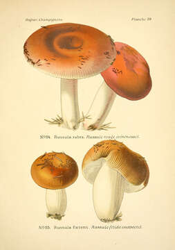 Image of Russula rubra (Fr.) Fr. 1838