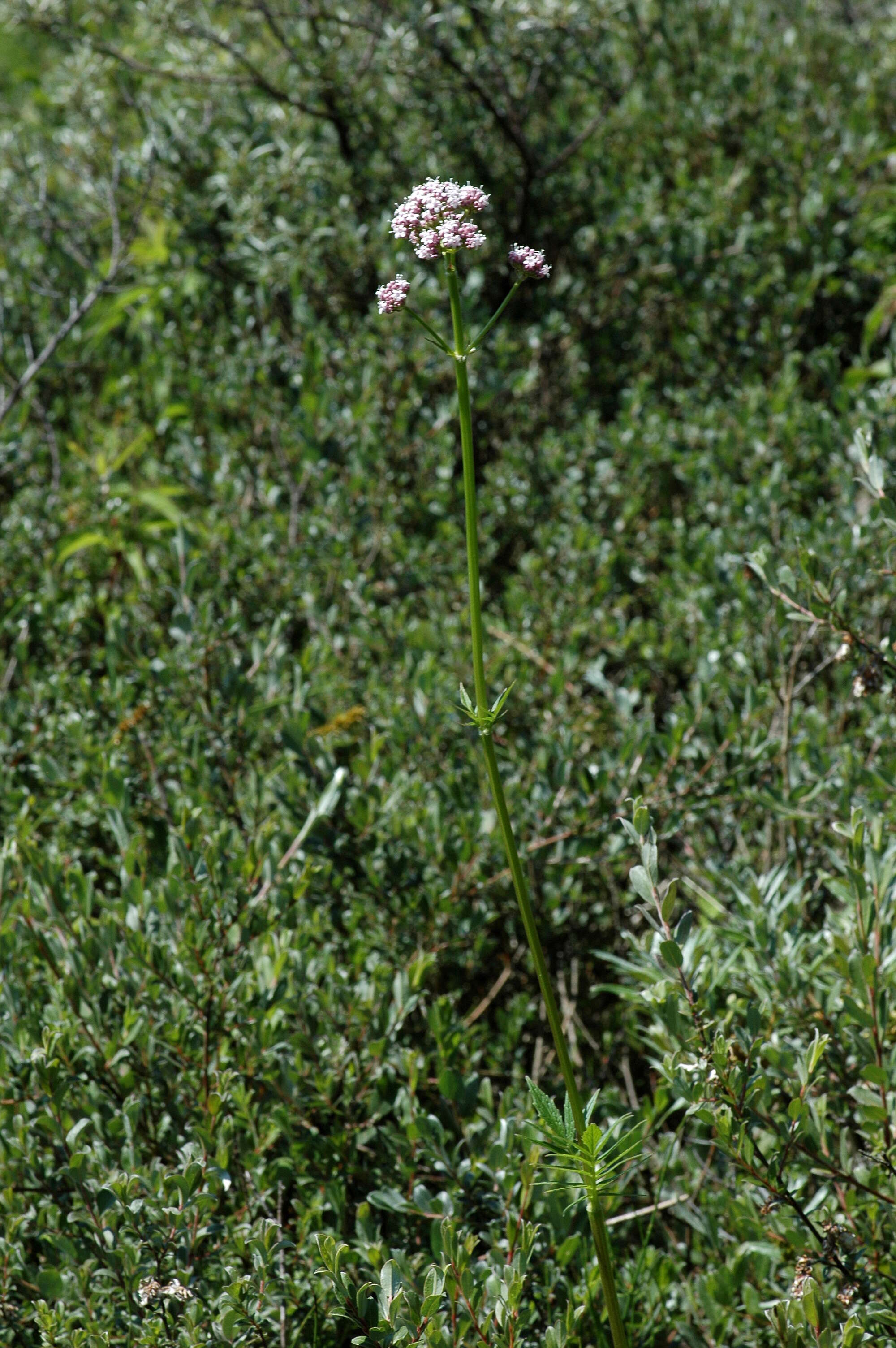 Image of valerian